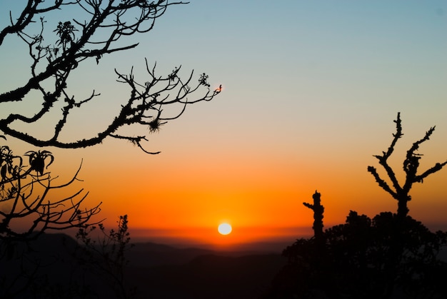 Siluetas de árboles al amanecer en Brasil