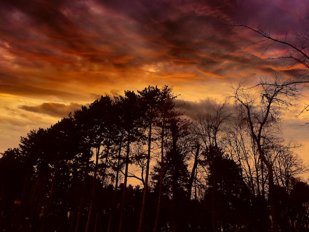 Foto siluetas de árboles contra el cielo durante la puesta de sol