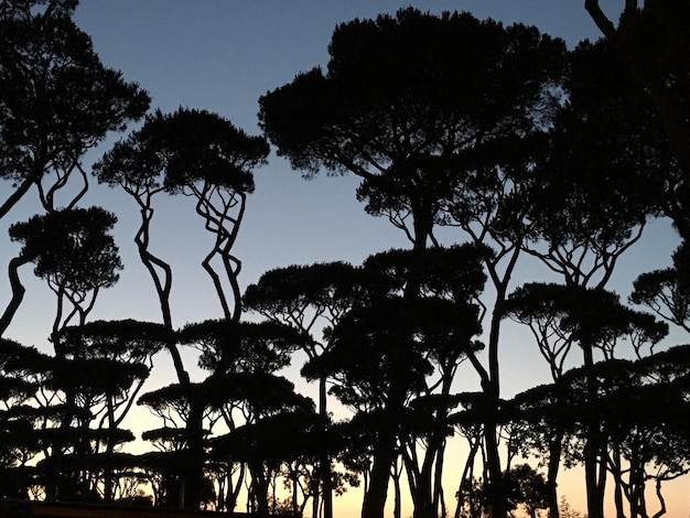 Foto siluetas de árboles contra el cielo