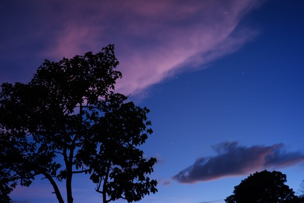 Siluetas de árboles en el fondo del cielo colorido al atardecer.