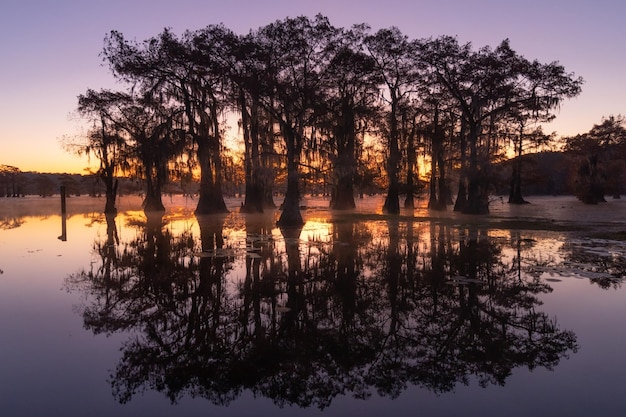 Foto siluetas de árboles junto al lago contra el cielo durante la puesta de sol