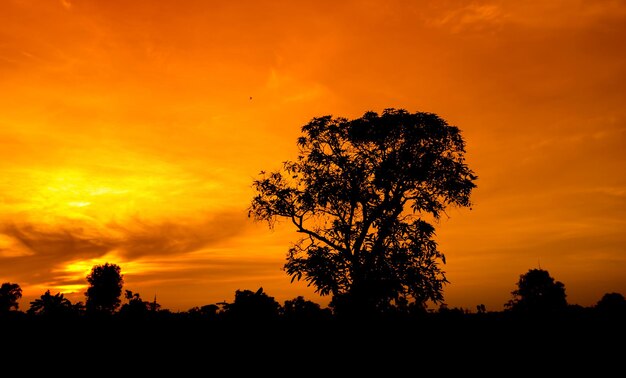 siluetas de árboles y puesta de sol