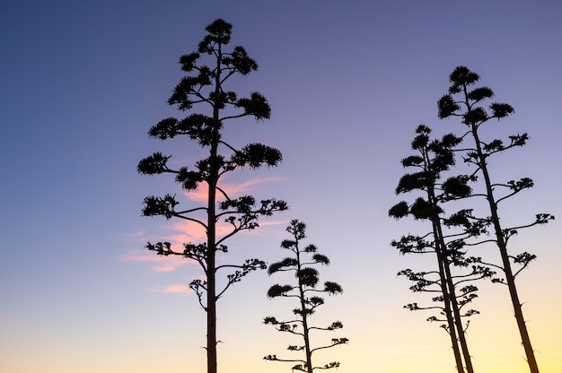 Siluetas de árboles sobre una puesta de sol