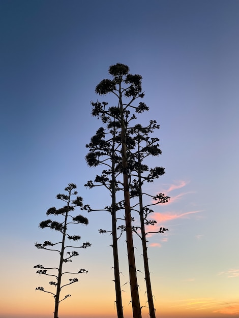 Siluetas de árboles sobre una puesta de sol