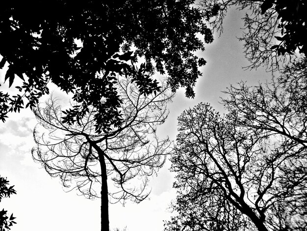 Foto siluetas de copas de árboles contra un cielo despejado