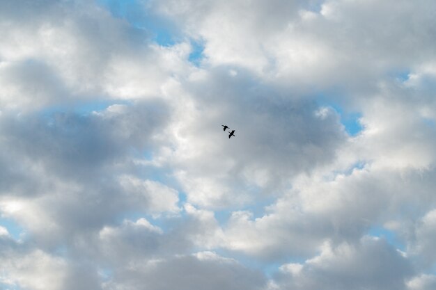 Siluetas de dos pájaros grúas con alas extendidas sobre un cielo azul con nubes blancas