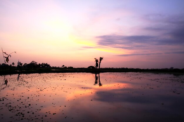 Foto siluetas no campo de arroz durante o pôr do sol