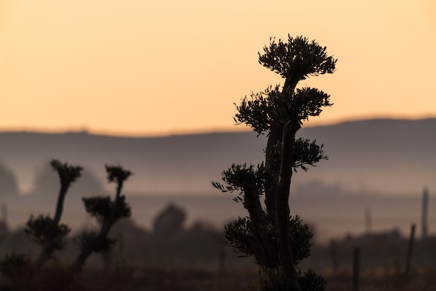 Siluetas de olivos en tierras de cultivo