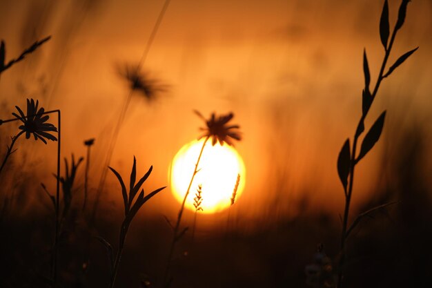 Siluetas oscuras de flores silvestres contra el brillante y colorido cielo de la puesta de sol con la luz del sol poniente