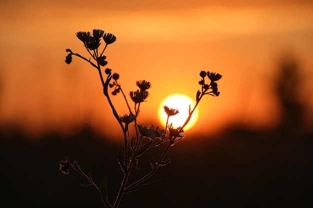 Siluetas oscuras de flores silvestres contra el brillante y colorido cielo de la puesta de sol con la luz del sol poniente