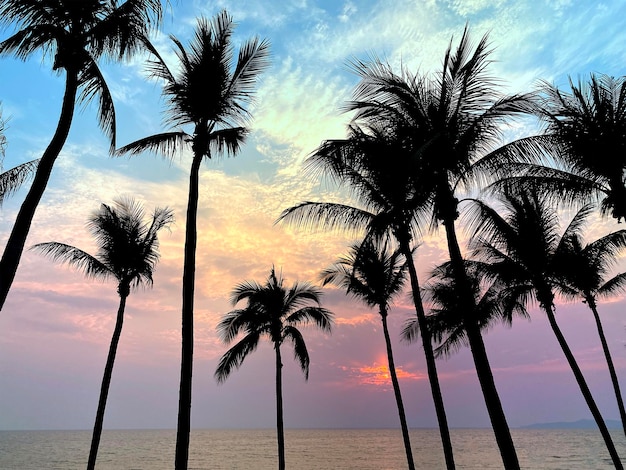 Siluetas de palmeras de coco en la playa tropical al atardecer