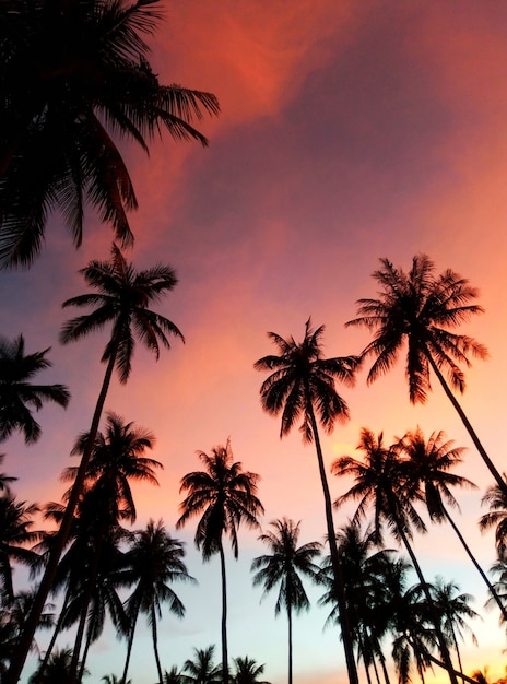 Siluetas de palmeras en el contexto del colorido cielo del atardecer. Parcela tropical.