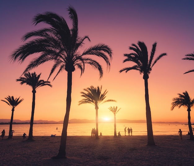 Siluetas de palmeras contra el cielo colorido al atardecer