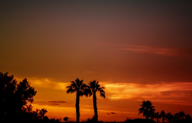 Siluetas de palmeras contra una puesta de sol tropical.