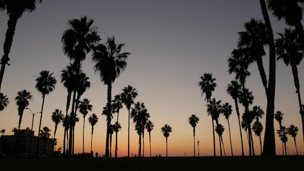 Siluetas palmeras y gente camina en la playa al atardecer costa de california estados unidos