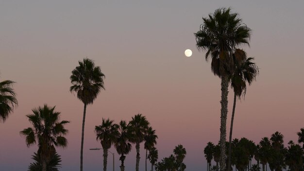 Siluetas de palmeras y luna llena en el crepúsculo rosa cielo california beach usa