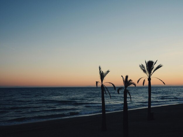 Siluetas de palmeras en la playa contra un cielo despejado