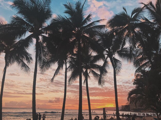 Foto siluetas de palmeras en la playa durante la puesta de sol