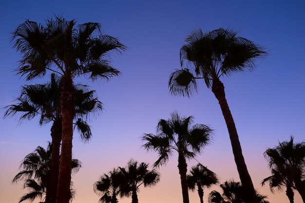 Siluetas de palmeras y una puesta de sol rosa