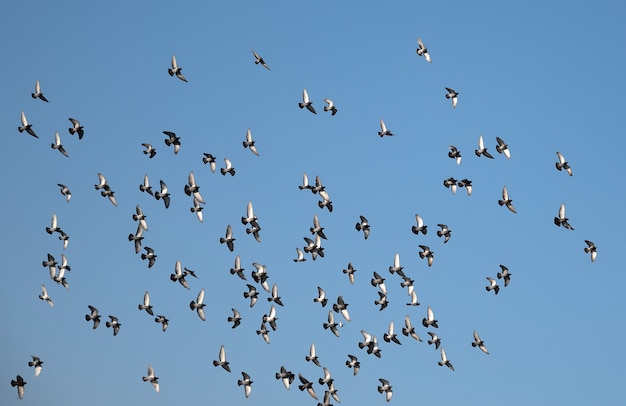 Siluetas de palomas volando en el cielo