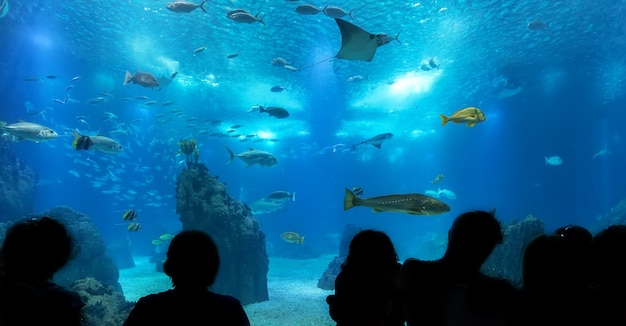 Siluetas de personas contra el acuario azul.