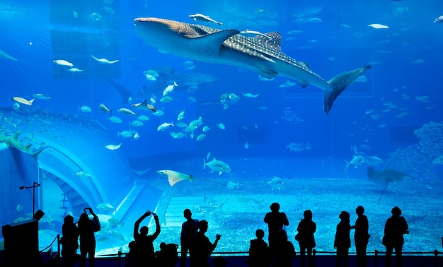 Siluetas de personas y tiburones ballena gigantes en Oceanarium