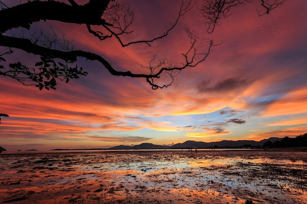 Siluetas de rama de árbol en la playa puesta de sol en Phuket, Tailandia