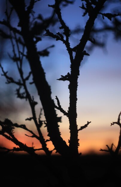 Siluetas de ramas de un árbol sobre fondo de puesta de sol de primavera.