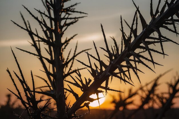 Foto las siluetas de las ramas contra un cielo al atardecer