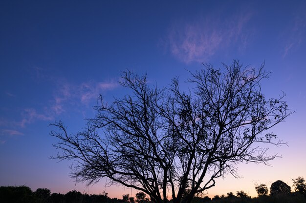 Siluetas de rayos de sol y cielo en la noche