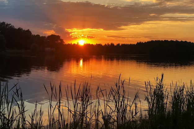 Siluetas de totoras que crecen en el lago al atardecer