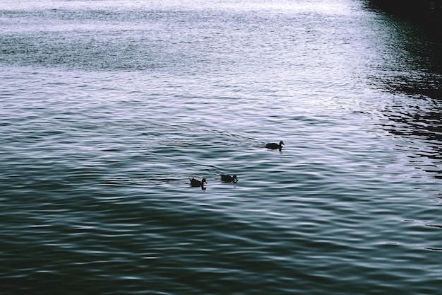 Siluetas de tres patos nadando en el lago por la mañana