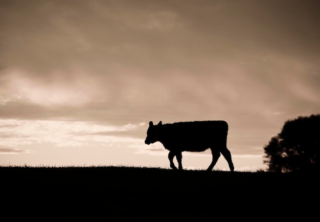 Siluetas de vacas en el campo al atardecer La Pampa Patagonia Argentina