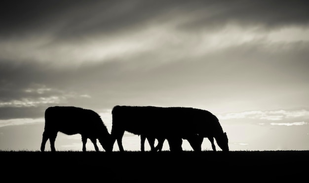 Siluetas de vacas en el campo al atardecer La Pampa Patagonia Argentina