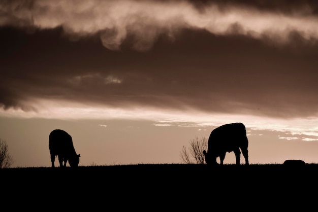 Siluetas de vacas en el campo al atardecer La Pampa Patagonia Argentina