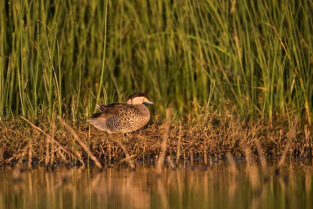 Silver Teal Spatula versicolor en ambiente laguna La Pampa Argentina