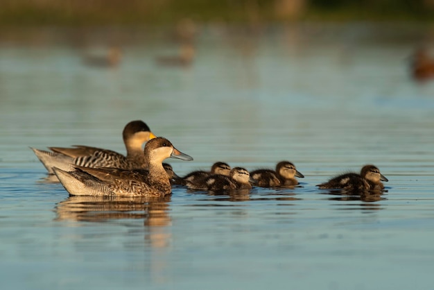 Silver teal Spatula versicolor con pollitos Provincia de La Pampa Patagonia Argentina