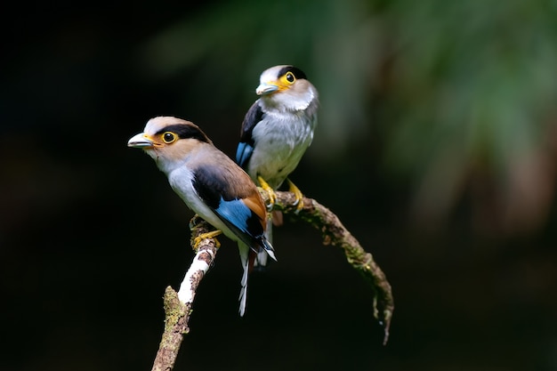 Silverbreasted Broadbill (Serilophus lunatus) hermosa pájaro poco común