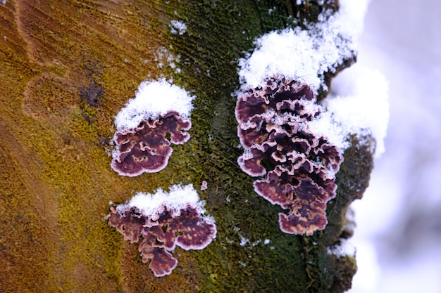 Silverleaf Fungus Chondrostereum Purpureum en la corteza de un árbol con nieve en invierno Enfoque selectivo