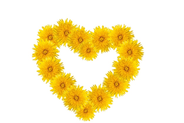 Símbolo de amor, felicidad, verano - forma de corazón hecha de dientes de león amarillos aislados sobre fondo blanco. Se puede utilizar como tarjeta del día de la madre, día de San Valentín, cumpleaños, fondo natural, elemento de diseño.