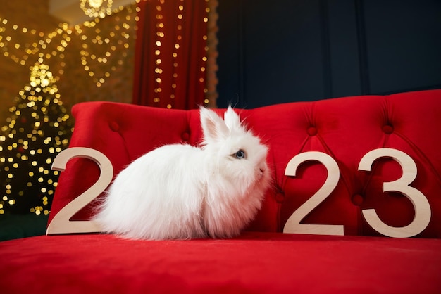 Foto símbolo animal del año nuevo 2023 posando en interiores