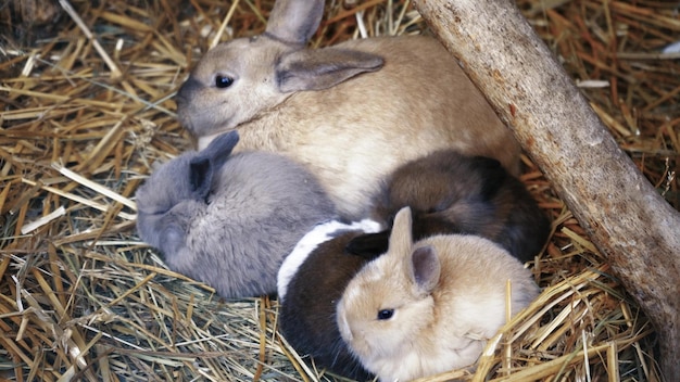 Símbolo del año nuevo Los conejos grandes y pequeños, negros, marrones, blancos y negros, se sientan juntos y disfrutan del hogar Mascotas lindas Familia de conejos