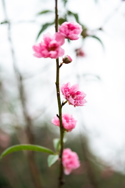 Símbolo da flor de pêssego do Ano Novo Lunar Fecho de uma pequena flor rosa no jardim