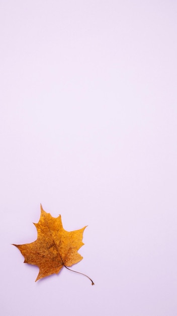 Símbolo de folhas de bordo de outono em fundo roxo Bandeira vertical colocada plana espaço de cópia vista superior