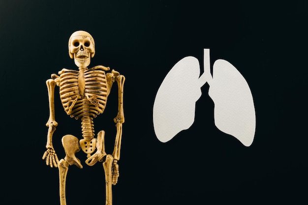 Símbolo de papel e esqueleto dos pulmões da vista superior