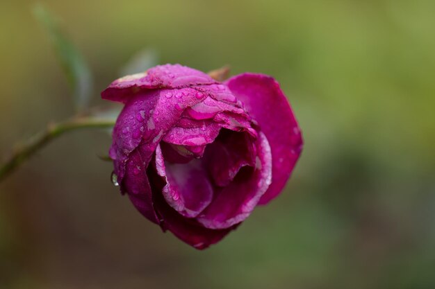 Símbolo de uma beleza feminina murchando Rosa murcha no jardim Rosas morrem no jardim