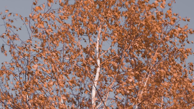 Símbolo de la época de otoño hojas de abedul doradas sobre el fondo azul vibrante del cielo en otoño