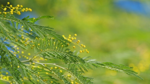 Símbolo de la marcha mimosa acacia dealbata árbol de oro amarillo florecimiento de la mimosa todavía