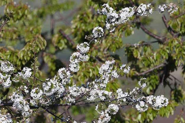 símbolo de la primavera