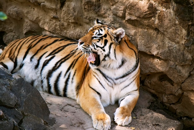 Foto un símbolo viviente del zodíaco chino año del tigre año del tigre